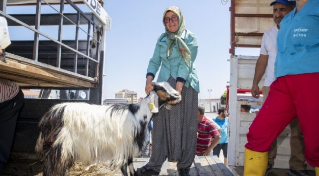 Mersin’de üreticiye küçükbaş hayvan desteği