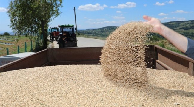Nusrat buğdayı çiftçinin yüzünü güldürdü