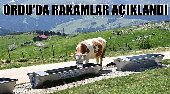 Ordu&#039;da 355 bin adet küçük ve büyükbaş hayvan var