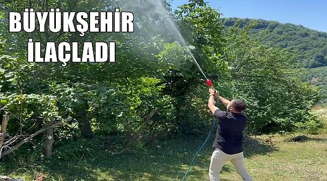 Ordu'da Büyükşehir 50 ton meyveyi ilaçladı