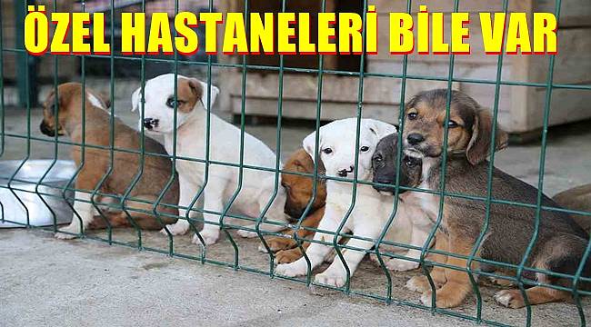 Ordu&#039;da can dostların özel hastanesi bile var