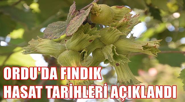Ordu'da fındık hasat tarihleri açıklandı