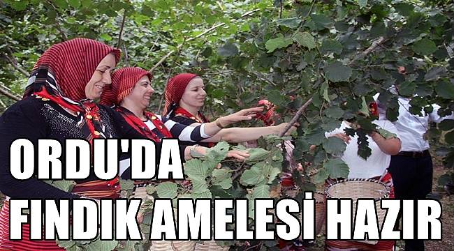 Ordu'da fındık işçisi hazır