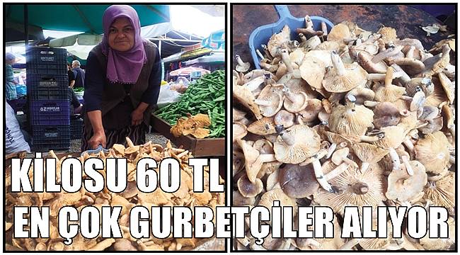 Fındık mantarının kilosu 60 TL oldu
