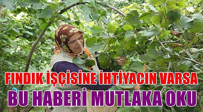 Ordu'da fındıkları Büyükşehir toplayacak