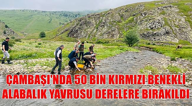 Ordu'da turizm merkezi Çambaşı Yaylası'nda derelere kırmızı benekli alabalık yavrusu bırakıldı