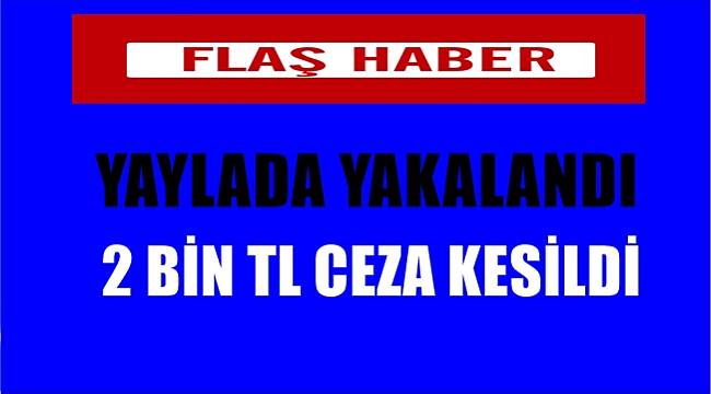 Ordu'da yaylada yakalandı 2 Bin TL para cezası kesildi