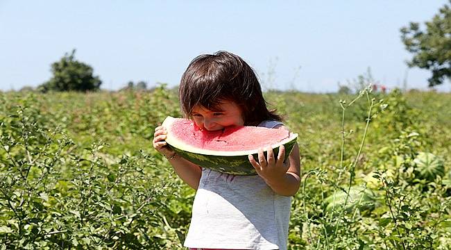 Samsun'da 120 bin ton karpuz rekoltesi bekleniliyor