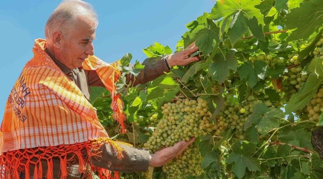 Tarlada salkım salkım üzüm sevinci