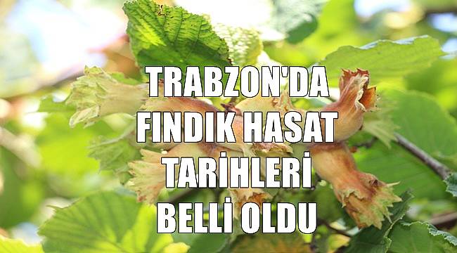 Trabzon'da fındık toplama tarihleri açıklandı