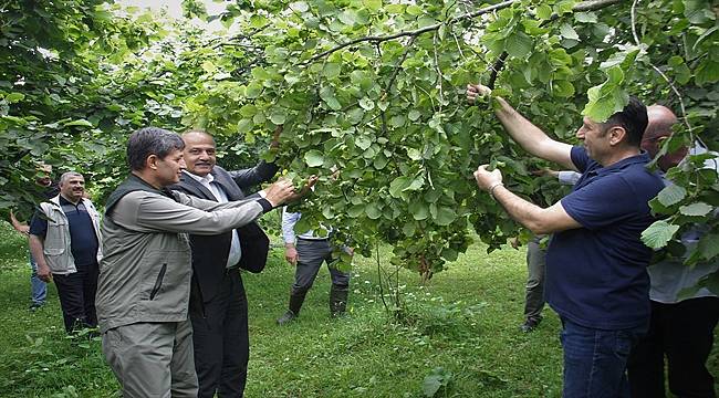 Trabzon'da fındıkta rekolte tespit çalışması başlatıldı