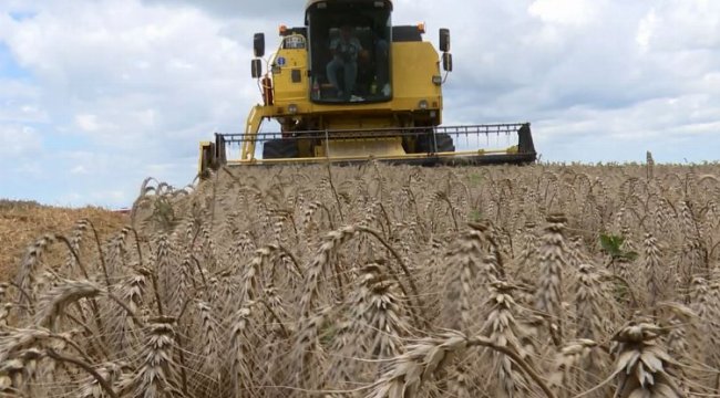 Yerli tohum çok verimli oldu