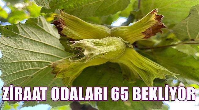 Ziraat Odaları fındık için 65 TL bekliyor