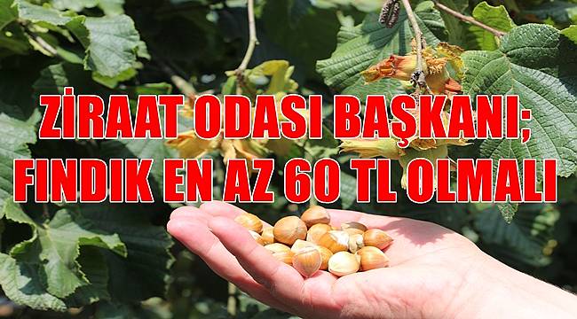 Ziraat Odası Başkanı: Fındık en az 60 TL olmalı