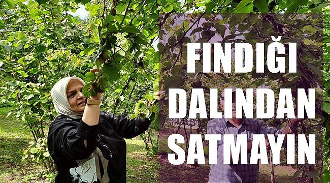 AK Parti Milletvekili Keşir; Fındığı dalından satmayın