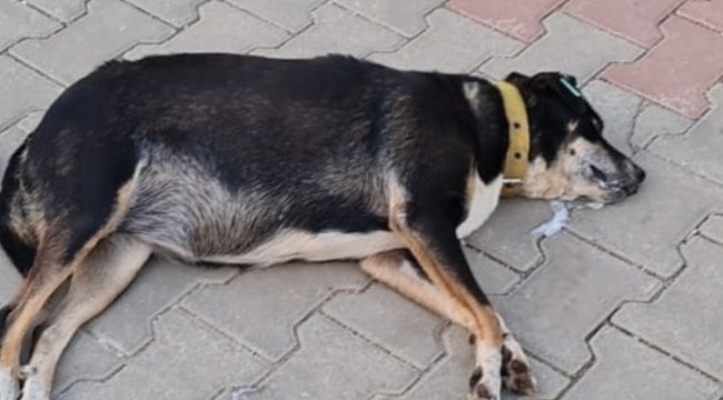 Aydın'da 'can' yakan olay