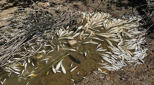 Balık ölümleriyle ilgili inceleme başlatıldı
