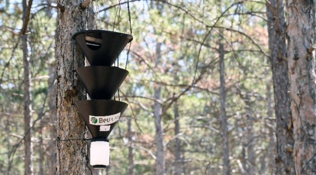 Başkentte “Feromonlu Tuzak Projesi” ile ağaçlar korumaya alıyor