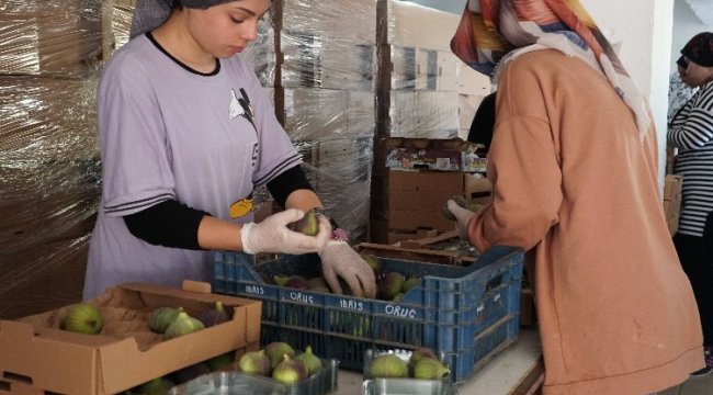 Bursa Mustafakemalpaşa&#039;da üreticinin incir mesaisi başladı