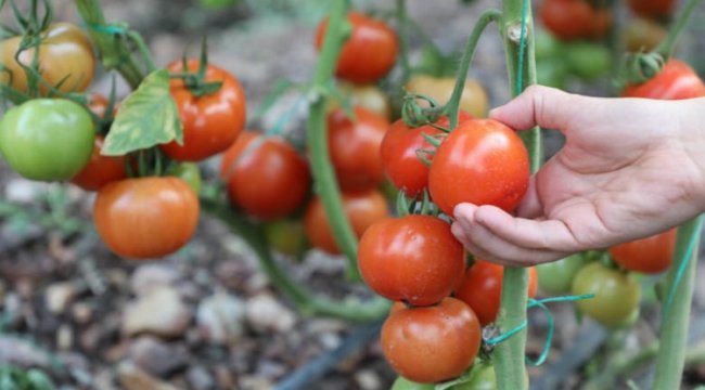 ‘Çevre Dostu Çiftçi Kart Projesi’ başladı