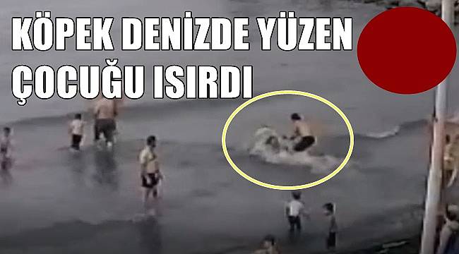 Denizde yüzerken köpek ısırdı