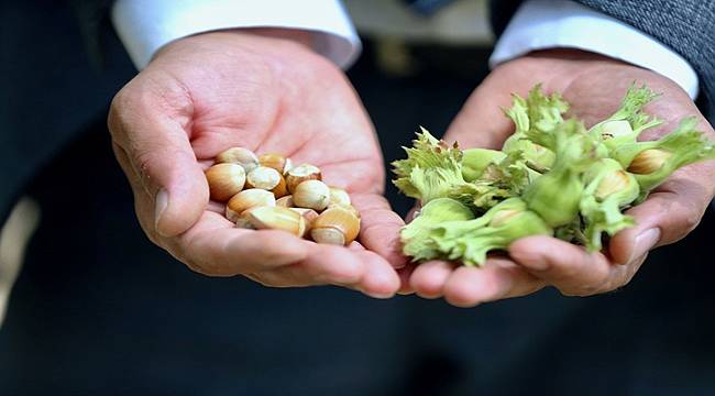 Düzce'de fındık hasadı 13 Ağustos'ta başlayacak