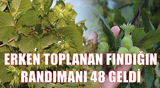 Erken toplanan fındığın randımanı 48 geldi