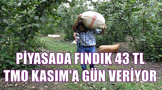 Fındık 43 TL&#039;ye düştü TMO Kasım&#039;a gün veriyor