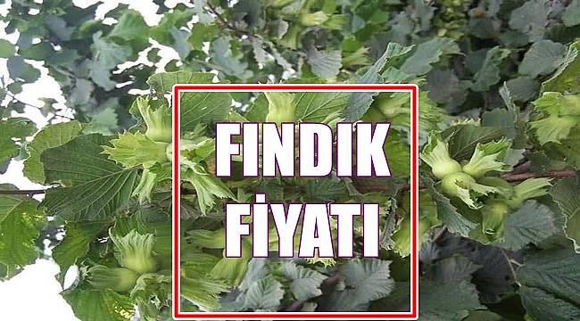 Fındık fiyatı 7 Ağustos Pazar