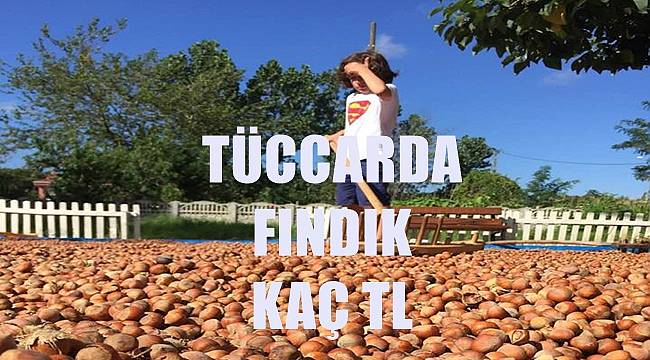 Fındık fiyatı tüccarda  yükselecek mi?