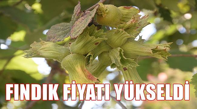 Fındık fiyatı yükseldi 45 TL