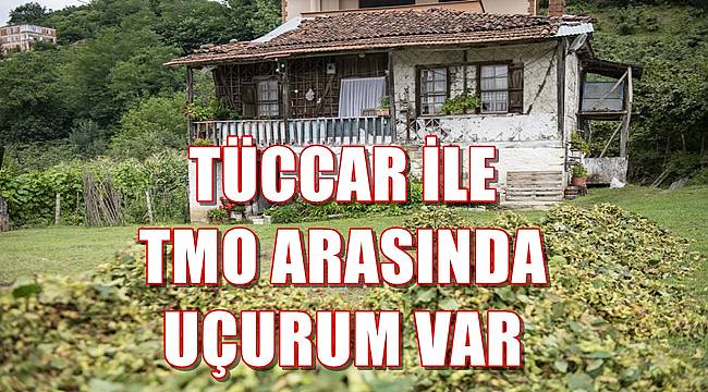 Fındık fiyatında TMO ile tüccar arasında uçurum var!