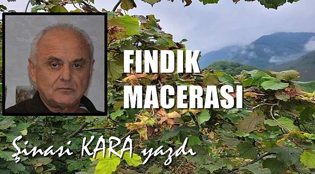Fındık Macerası