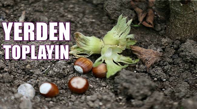 Fındık üreticisine uyarı; fındığı yerden toplayın!