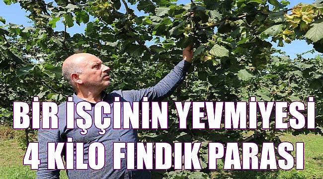 Fındık yevmiyesi 4 kilogram fındığa eşit