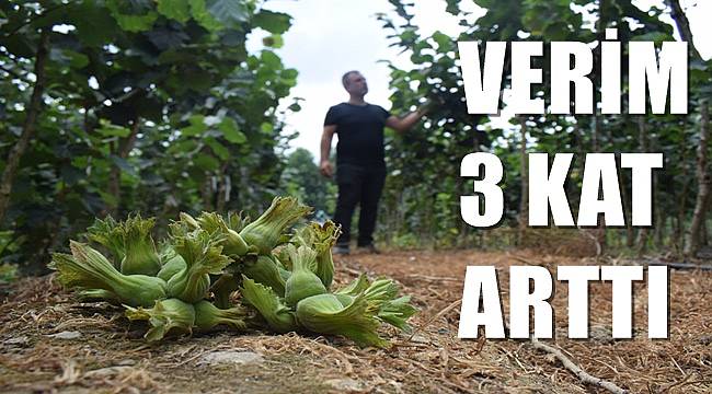 Fındıkta tek dal sistemiyle verim 3 kat arttı