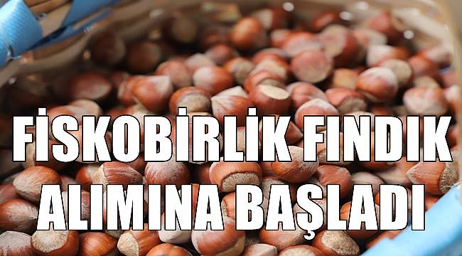 Fiskobirlik 45 TL'den fındık alımına başladı