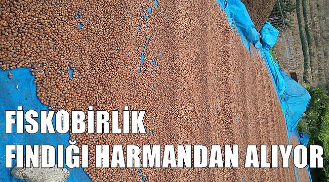 Fiskobirlik fındığı harmandan alıyor