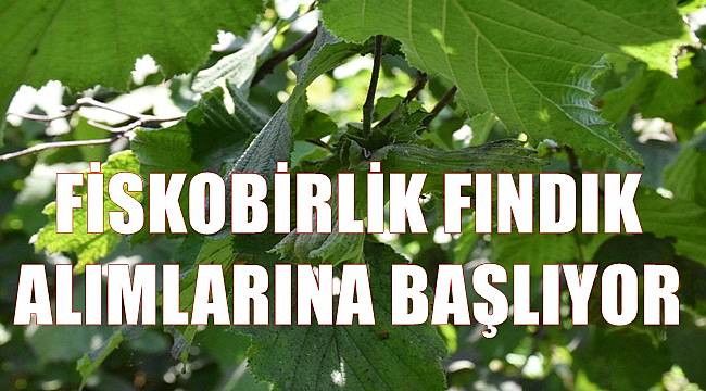 Fiskobirlik fındık bedellerini peşin ödeyecek