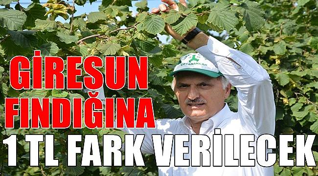 Giresun fındığına 1 TL fark verilecek
