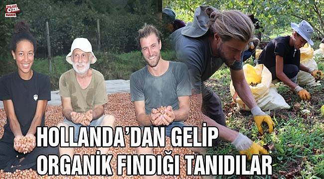 Hollanda&#039;dan Ordu&#039;ya fındık için geldiler