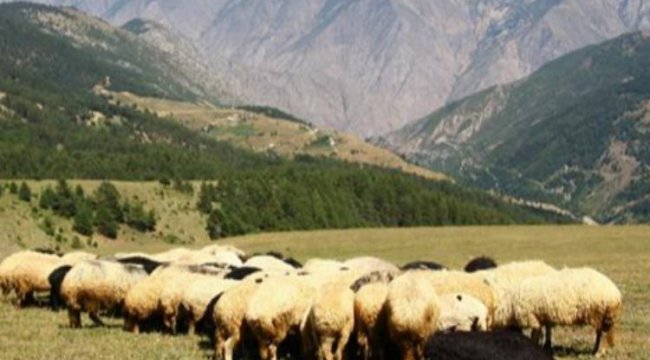 Kuzu toklu kilosu 90 lira oldu