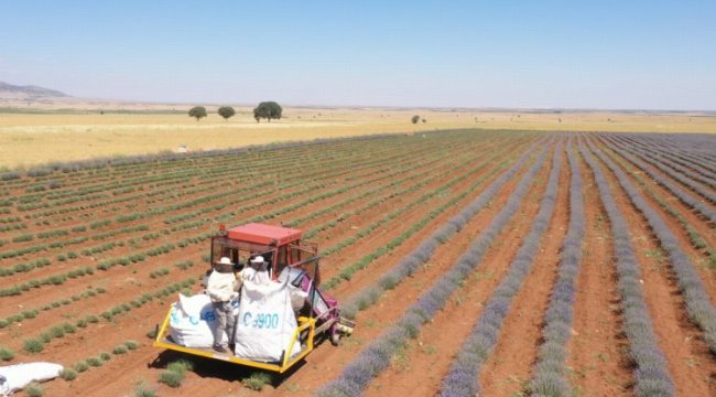 Lavanta üretimine Büyükşehir desteği