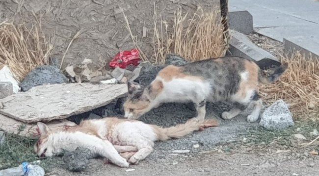 Mardin&#039;de kedinin eşine vefalı vedası