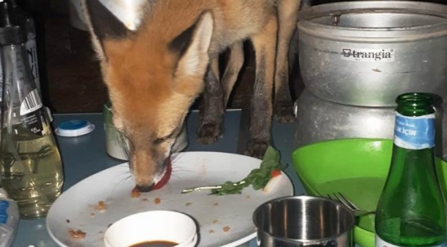 Muğla Marmaris&#039;te kampa ziyarete gelen tilkiye &#039;Dursun&#039; adını verdi.
