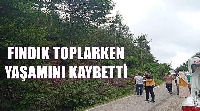 Ordu&#039;da bir kişi fındık toplarken hayatını kaybetti