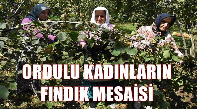 Ordu&#039;da fındığı kadınlar topluyor