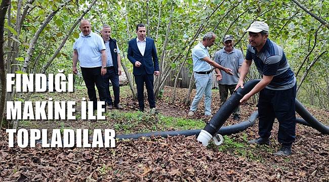 Ordu&#039;da fındığı makine ile topladılar