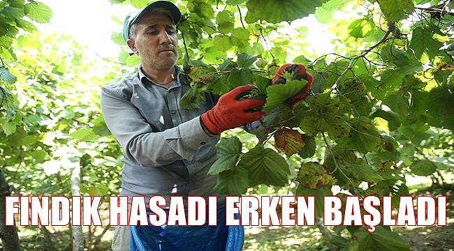 Ordu&#039;da fındık hasadı erken başladı