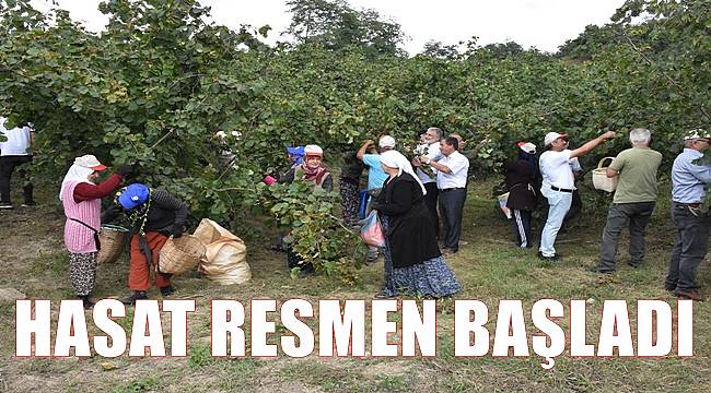 Ordu'da fındık hasadı resmen başladı